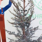 Céder atlantský (Cedrus atlantica) ´GLAUCA´ - výška 160-180 cm, kont. C20L